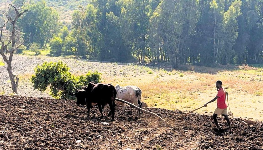 subsistence agriculture